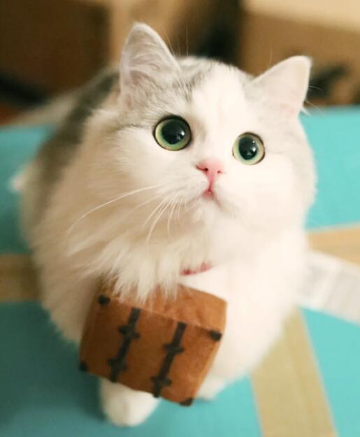 猫咪吃巧克力会死吗?